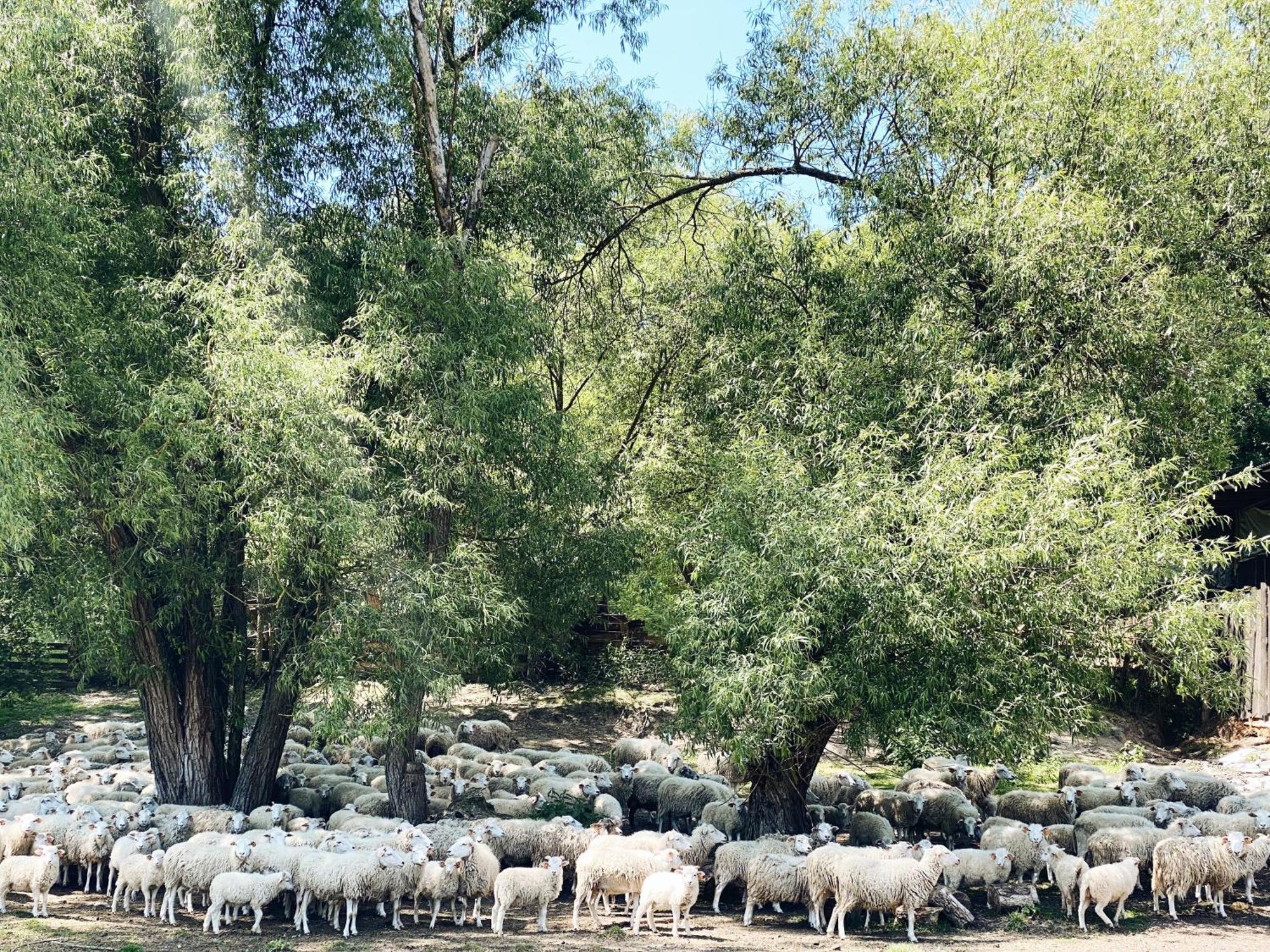 Domki Nad Pilica Krzetow المظهر الخارجي الصورة